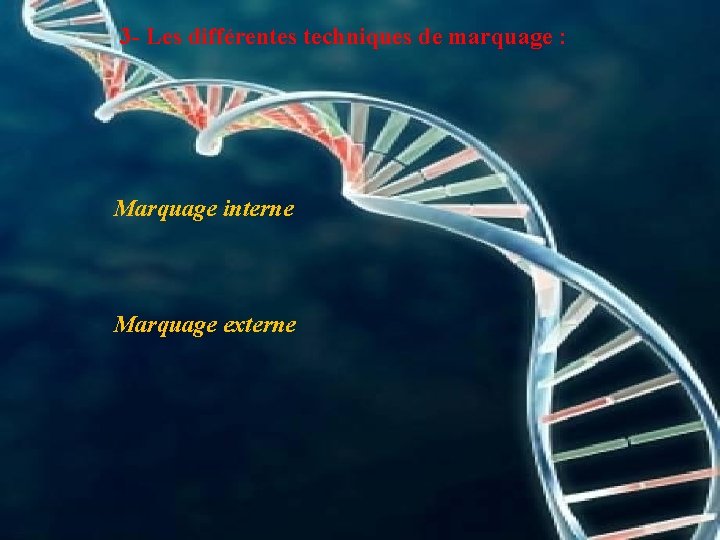 3 - Les différentes techniques de marquage : Marquage interne Marquage externe 