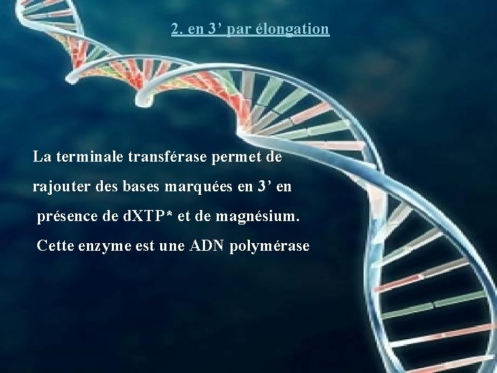 2. en 3’ par élongation La terminale transférase permet de rajouter des bases marquées