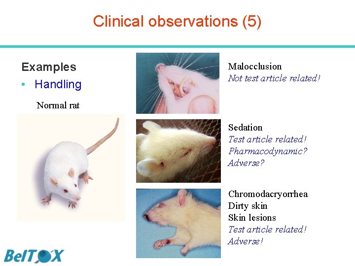 Clinical observations (5) Examples • Handling Malocclusion Not test article related! Normal rat Sedation
