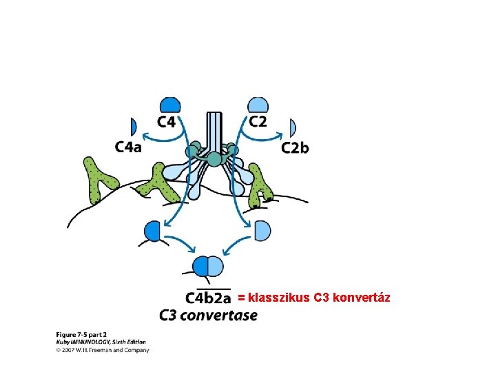 = klasszikus C 3 konvertáz 