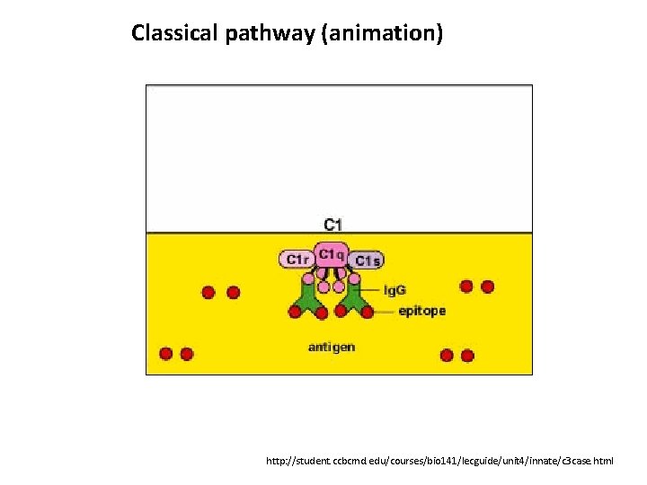 Classical pathway (animation) http: //student. ccbcmd. edu/courses/bio 141/lecguide/unit 4/innate/c 3 case. html 