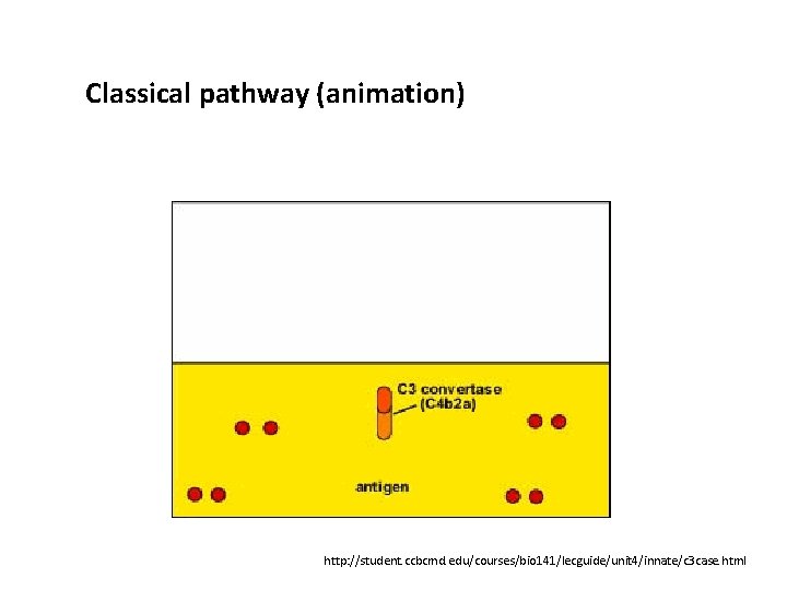 Classical pathway (animation) http: //student. ccbcmd. edu/courses/bio 141/lecguide/unit 4/innate/c 3 case. html 