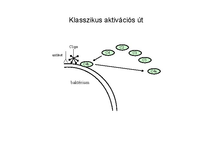 Klasszikus aktivációs út C 1 qrs C 2 C 4 antitest C 3 C