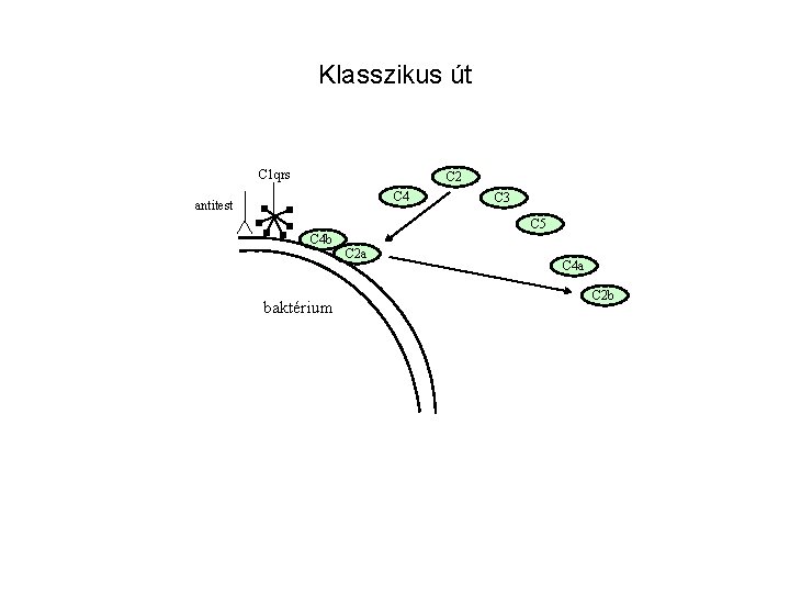 Klasszikus út C 1 qrs C 2 C 4 antitest C 3 C 5