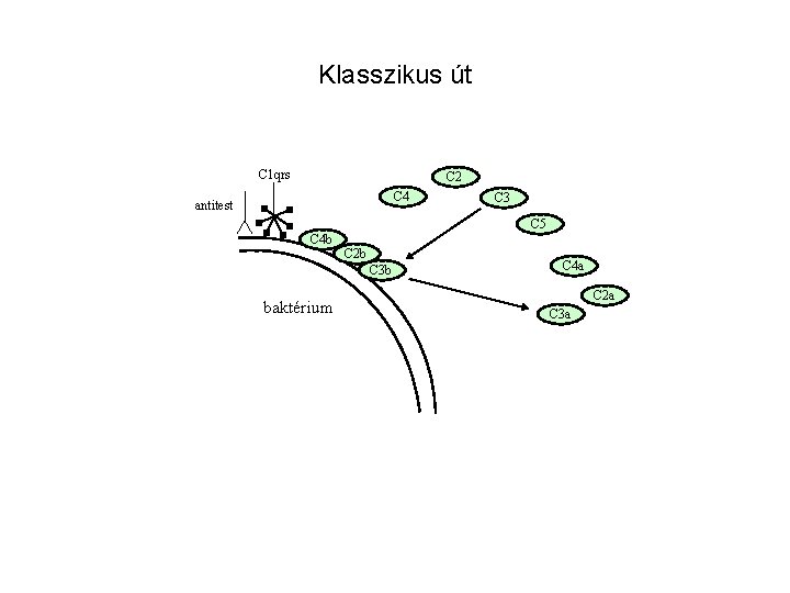 Klasszikus út C 1 qrs C 2 C 4 antitest C 3 C 5