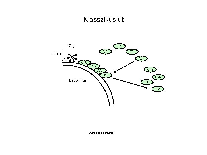 Klasszikus út C 1 qrs C 2 C 4 antitest C 3 C 5