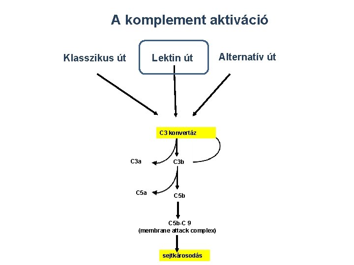 A komplement aktiváció Klasszikus út Lektin út C 3 konvertáz C 3 a C