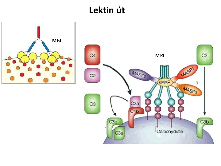 Lektin út MBL 