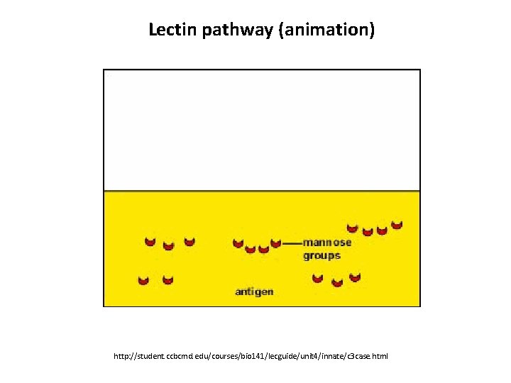 Lectin pathway (animation) http: //student. ccbcmd. edu/courses/bio 141/lecguide/unit 4/innate/c 3 case. html 