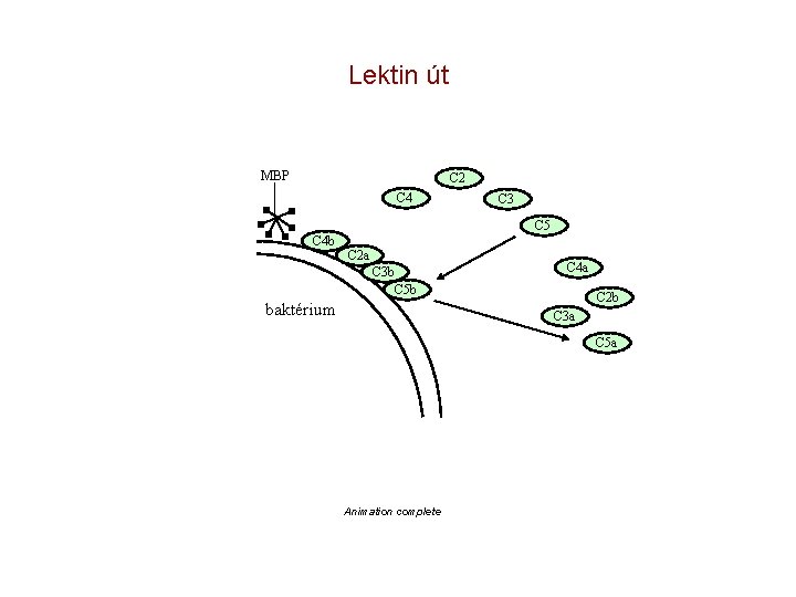 Lektin út MBP C 2 C 4 C 3 C 5 C 4 b