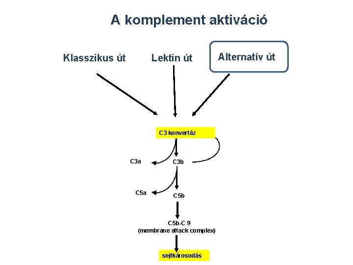 A komplement aktiváció Klasszikus út Lektin út C 3 konvertáz C 3 a C