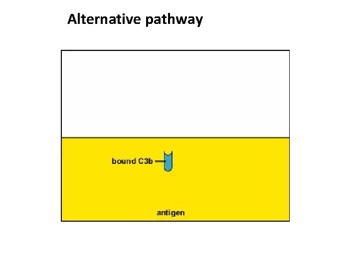 Alternative pathway 