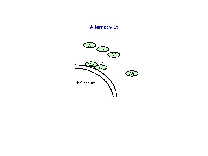 Alternatív út C 3 B C 5 C 3 b Bb C 3 a