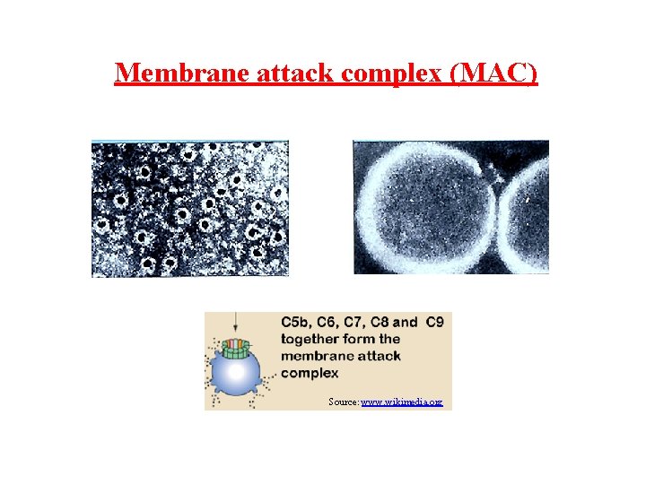 Membrane attack complex (MAC) Source: www. wikimedia. org 