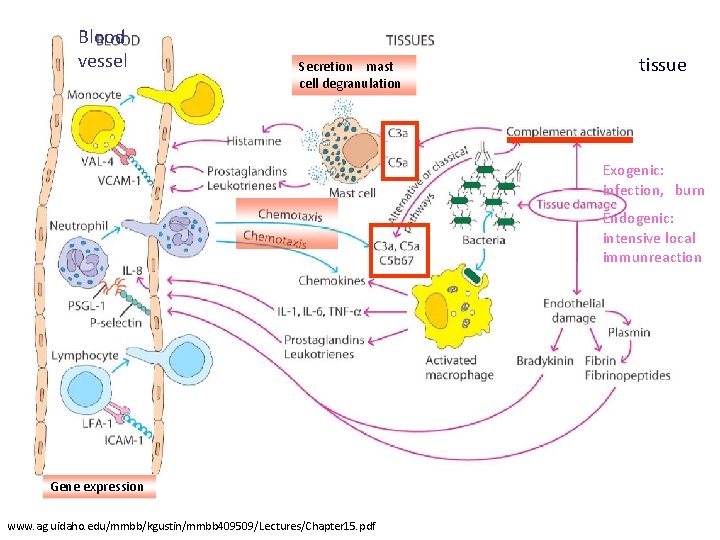 Blood vessel Secretion mast cell degranulation tissue Exogenic: infection, burn Endogenic: intensive local immunreaction