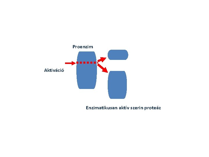 Proenzim Aktiváció Enzimatikusan aktív szerin proteáz 