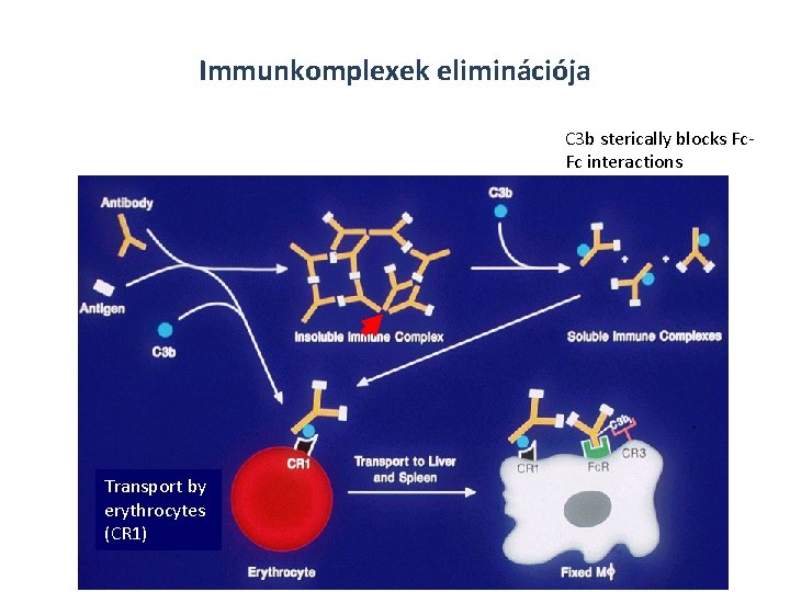 Immunkomplexek eliminációja C 3 b sterically blocks Fc. Fc interactions Transport by erythrocytes (CR