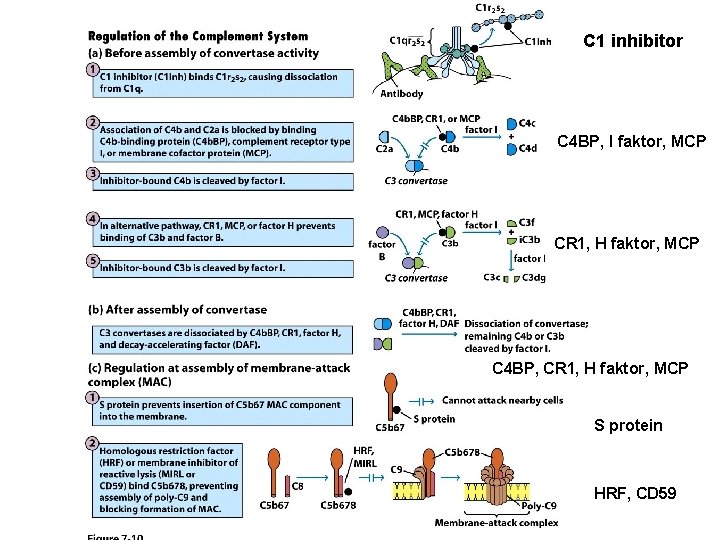 C 1 inhibitor C 4 BP, I faktor, MCP CR 1, H faktor, MCP