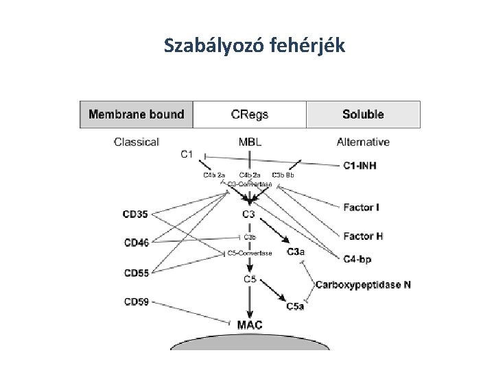 Szabályozó fehérjék 