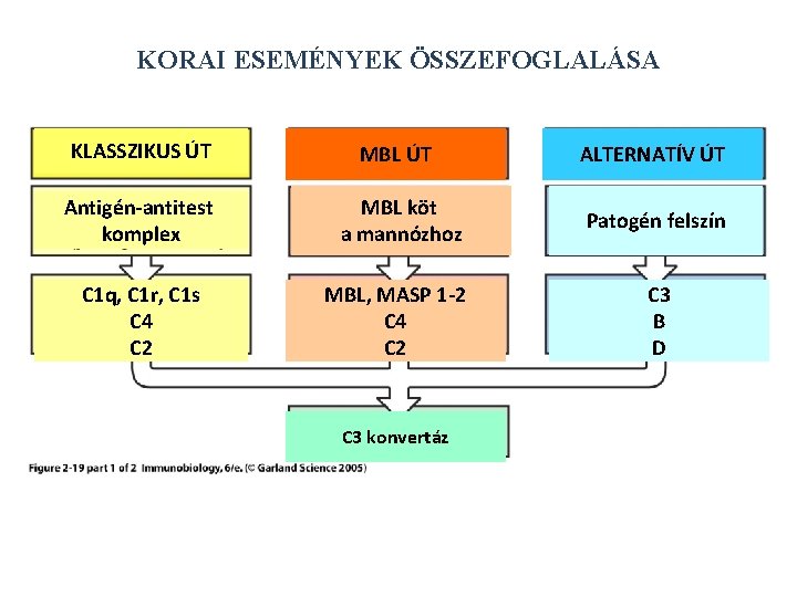 KORAI ESEMÉNYEK ÖSSZEFOGLALÁSA KLASSZIKUS ÚT MBL ÚT ALTERNATÍV ÚT Antigén-antitest komplex MBL köt a