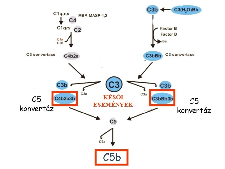 C 5 konvertáz KÉSŐI ESEMÉNYEK C 5 b C 5 konvertáz 