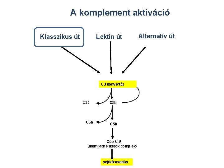 A komplement aktiváció Klasszikus út Lektin út C 3 konvertáz C 3 a C