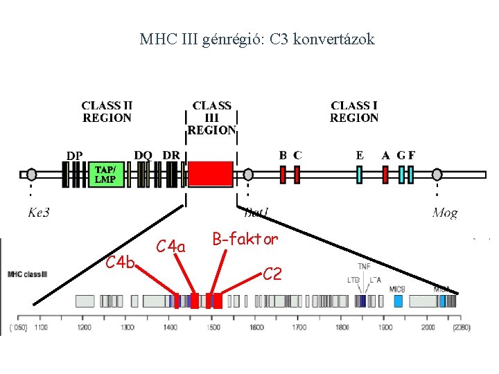 MHC III génrégió: C 3 konvertázok C 4 b C 4 a B-faktor C
