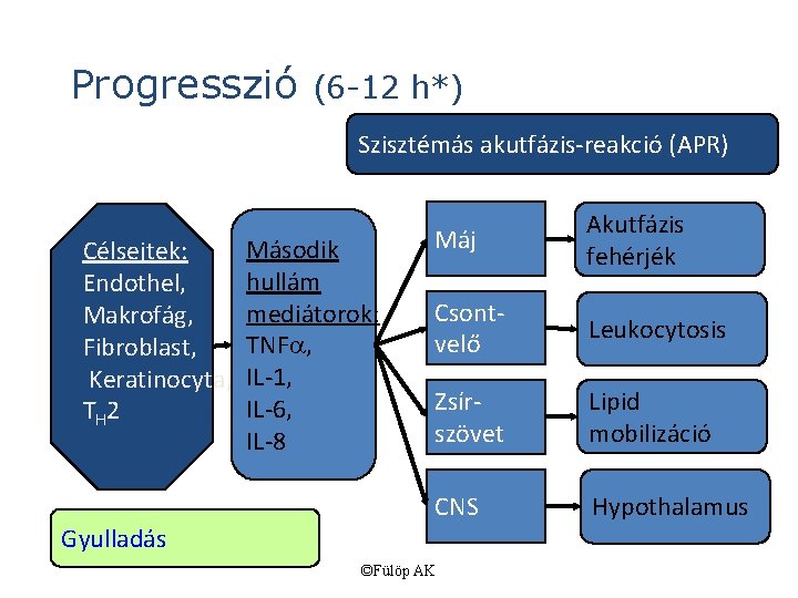 Progresszió (6 -12 h*) Szisztémás akutfázis-reakció (APR) Célsejtek: Endothel, Makrofág, Fibroblast, Keratinocyta, T H