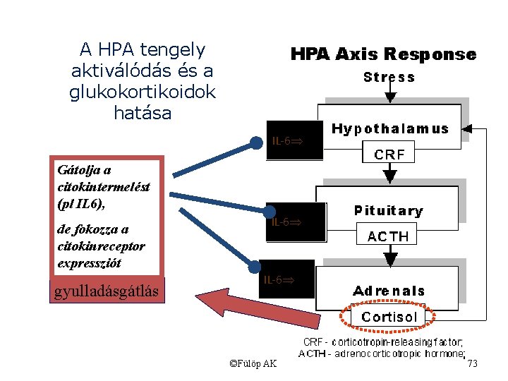 A HPA tengely aktiválódás és a glukokortikoidok hatása IL-6 Gátolja a citokintermelést (pl IL