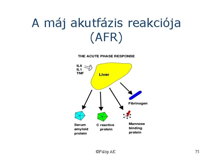 A máj akutfázis reakciója (AFR) ©Fülöp AK 75 