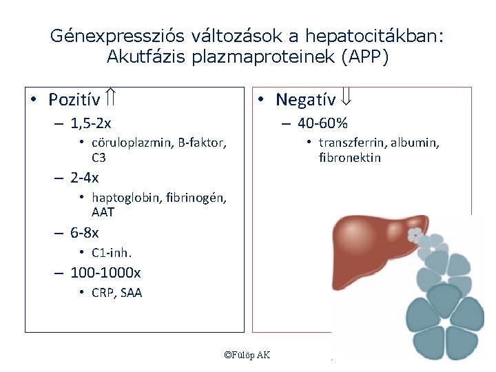 Génexpressziós változások a hepatocitákban: Akutfázis plazmaproteinek (APP) • Pozitív • Negatív – 1, 5