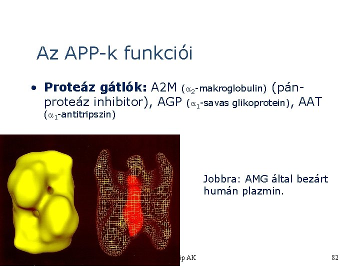 Az APP-k funkciói • Proteáz gátlók: A 2 M ( 2 -makroglobulin) (pánproteáz inhibitor),