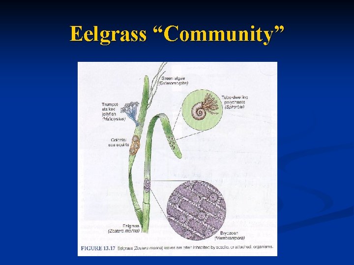 Eelgrass “Community” 