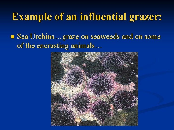 Example of an influential grazer: n Sea Urchins…graze on seaweeds and on some of