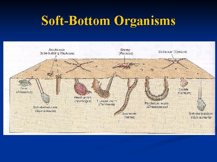 Soft-Bottom Organisms 