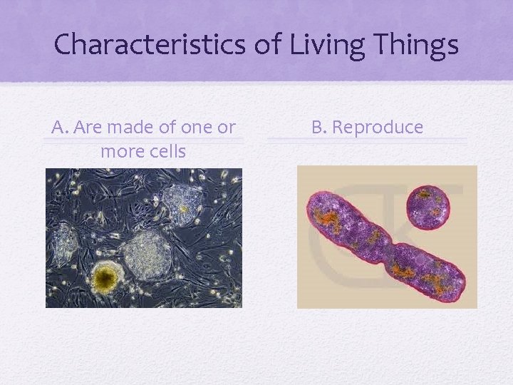 Characteristics of Living Things A. Are made of one or more cells B. Reproduce