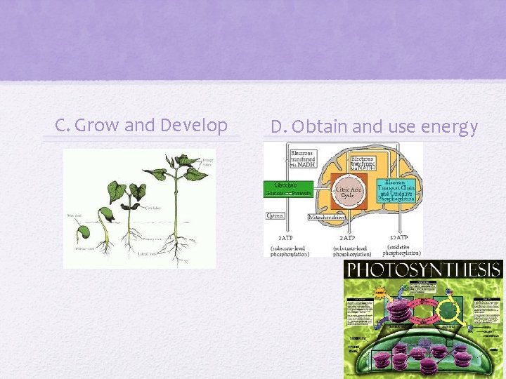 C. Grow and Develop D. Obtain and use energy 