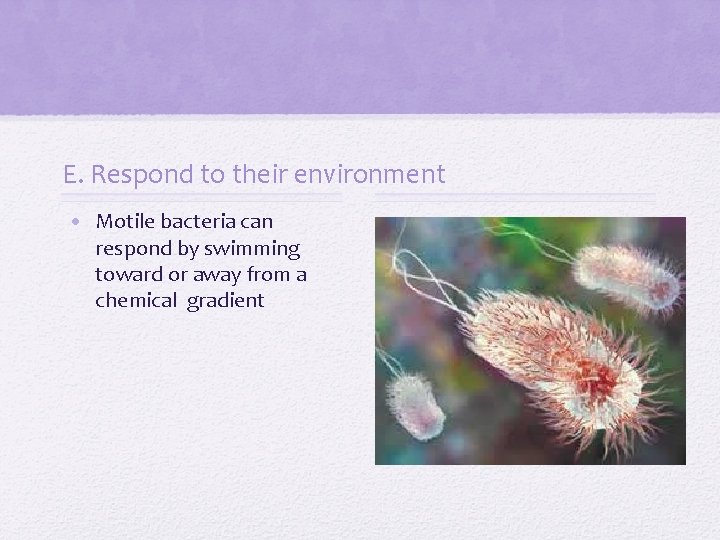E. Respond to their environment • Motile bacteria can respond by swimming toward or
