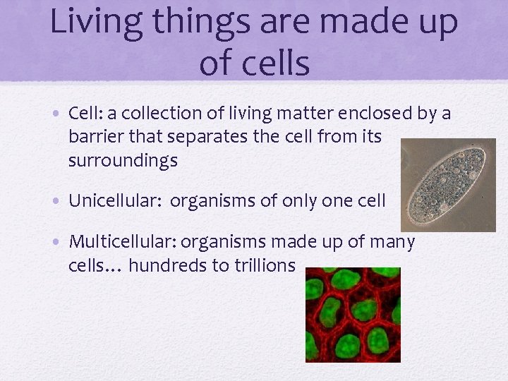 Living things are made up of cells • Cell: a collection of living matter