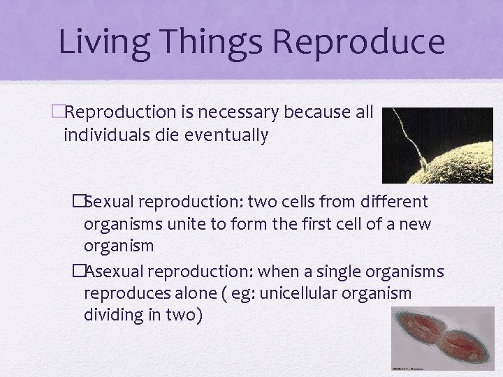 Living Things Reproduce �Reproduction is necessary because all individuals die eventually �Sexual reproduction: two