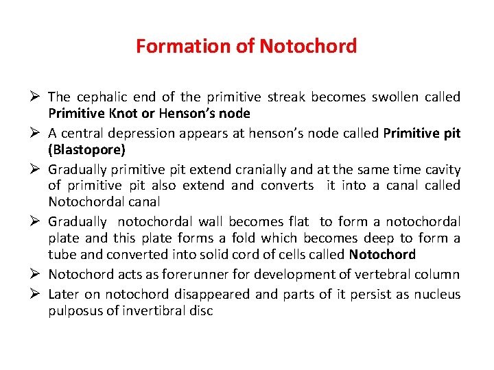 Formation of Notochord Ø The cephalic end of the primitive streak becomes swollen called