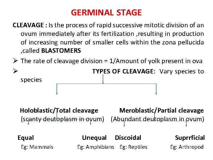 GERMINAL STAGE CLEAVAGE : Is the process of rapid successive mitotic division of an