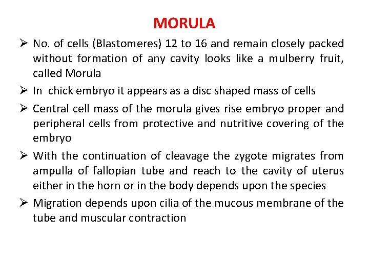 MORULA Ø No. of cells (Blastomeres) 12 to 16 and remain closely packed without