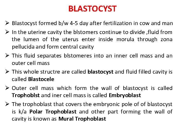 BLASTOCYST Ø Blastocyst formed b/w 4 -5 day after fertilization in cow and man