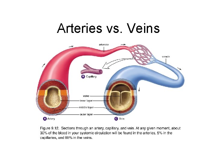 Arteries vs. Veins 