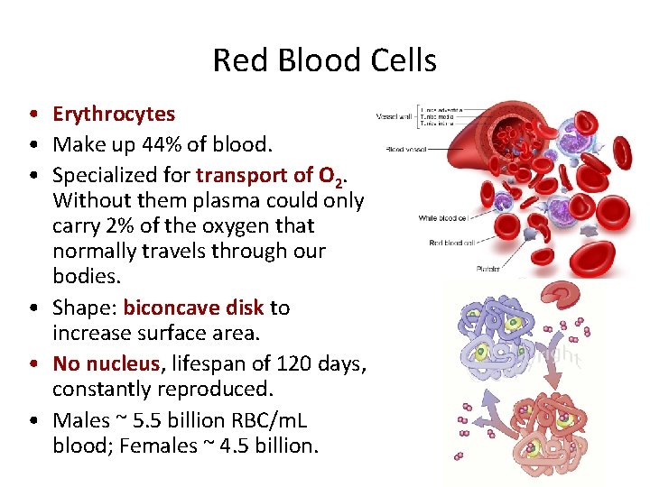 Red Blood Cells • Erythrocytes • Make up 44% of blood. • Specialized for