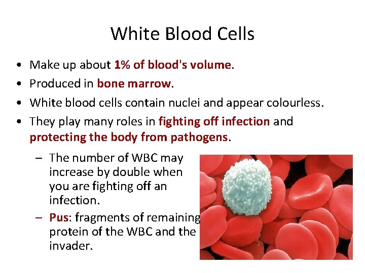 White Blood Cells • • Make up about 1% of blood's volume. Produced in