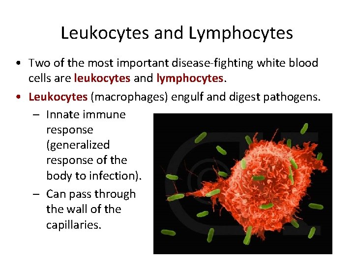 Leukocytes and Lymphocytes • Two of the most important disease-fighting white blood cells are