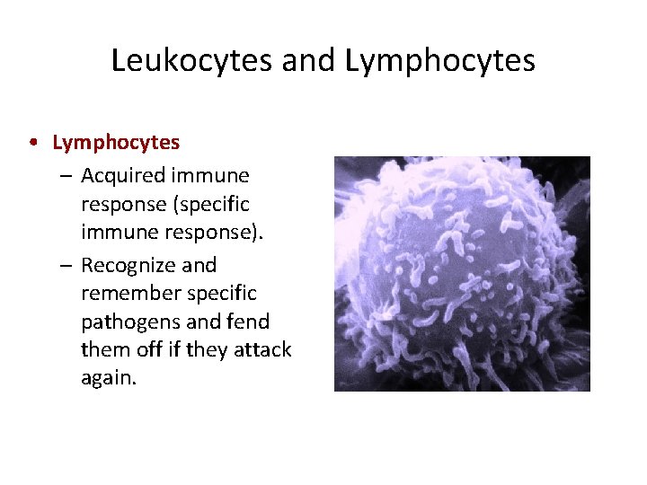 Leukocytes and Lymphocytes • Lymphocytes – Acquired immune response (specific immune response). – Recognize