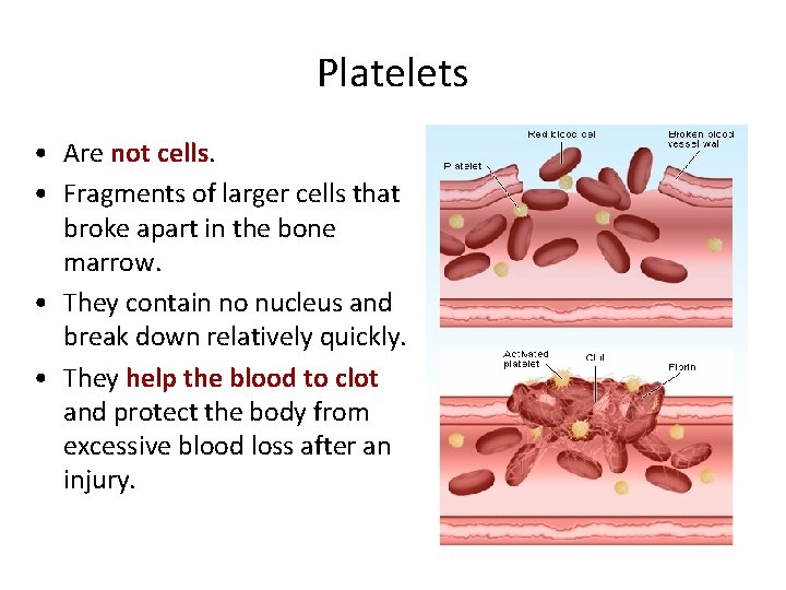 Platelets • Are not cells. • Fragments of larger cells that broke apart in